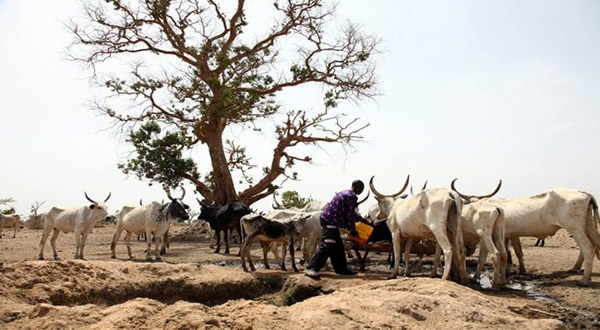 Nigerian herder